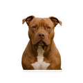 Pitbull Sticker | Kiss-Cut Dog Sticker, Vinyl Laptop Decal