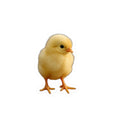 Yellow Chick Sticker | Cute Baby Chick Vinyl Kiss-Cut Sticker